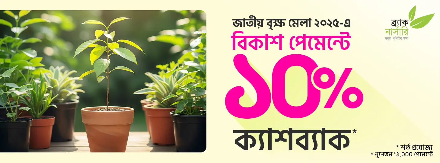 ঘর সাজাতে গাছ কিনুন সাশ্রয়ে